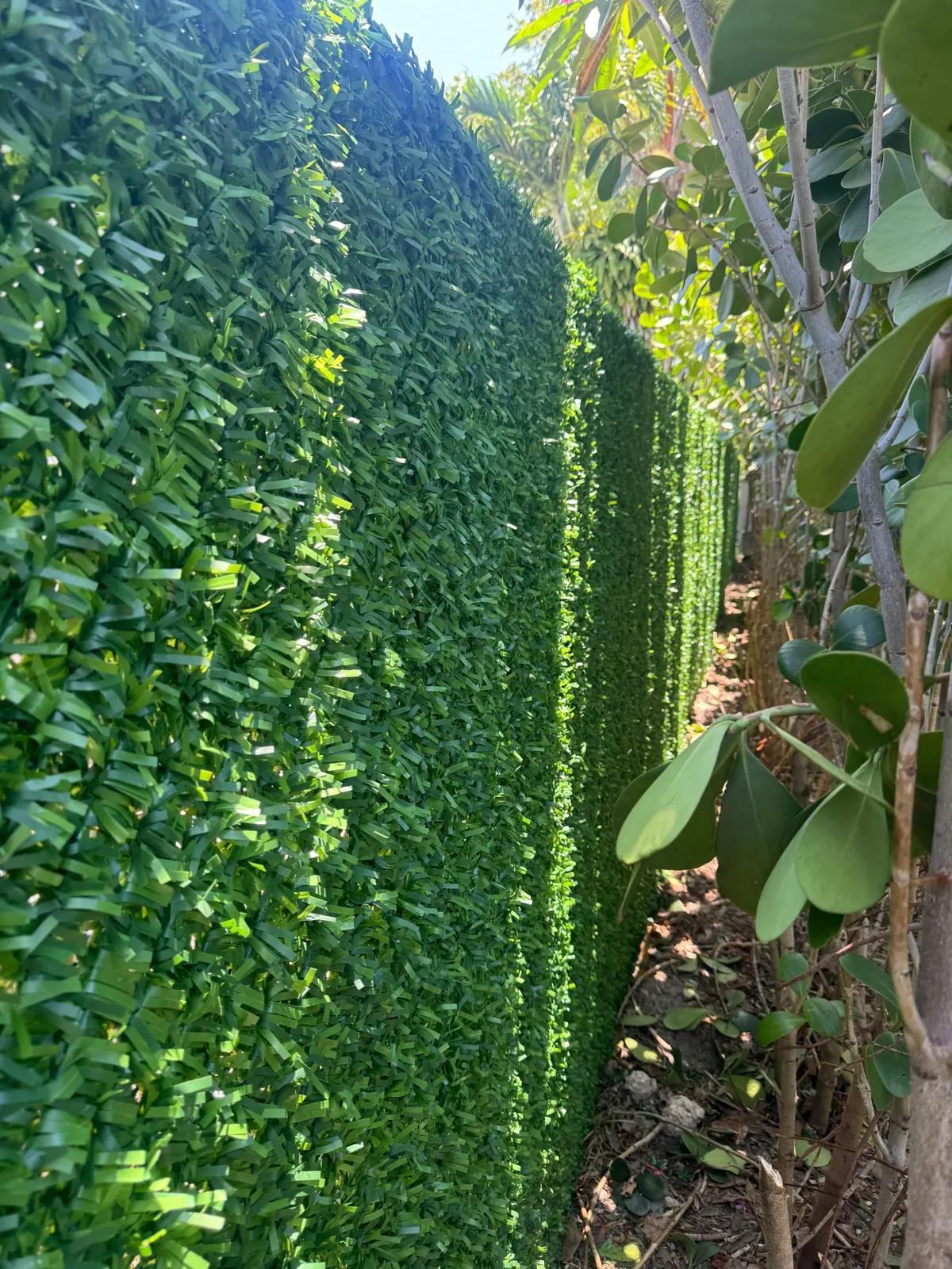 Dolce Green project: hedge wall closeup
